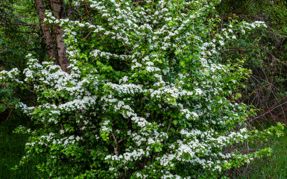 Crataegus monogyna